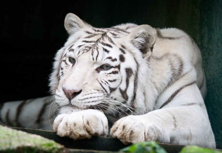 Bílý tygr v liberecké ZOO